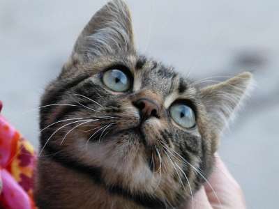 猫 猫眼 好奇的