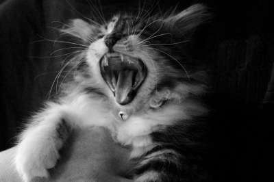 小猫 猫科动物 猫 可爱 毛茸茸 老虎 打个哈欠 动物 毛皮
