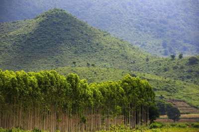 山 树木 森林 自然 景观 农村 乡村的