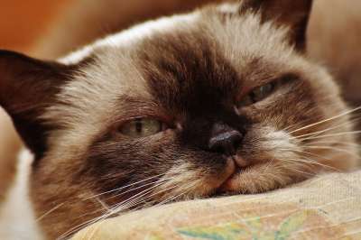 猫 英国短毛猫 纯种 毛皮 棕色的 浅褐色的 蓝眼睛 可爱的