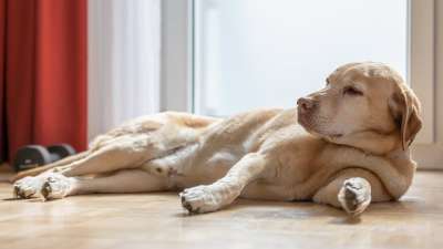 拉布拉多犬 狗 宠物 动物 国内的 犬类 哺乳动物