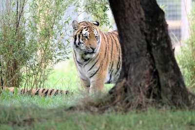 老虎 大猫 野生动物 哺乳动物 食肉动物 危险 荒野 捕食者