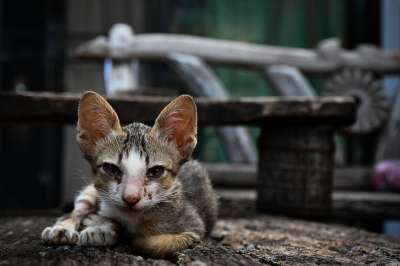 猫 宠物 小猫 伤心 饥饿的 营养不良 迷路