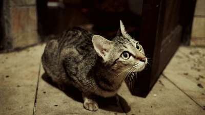 猫 家畜 猫科动物 灰色 宠物 动物 猫脸 头发 猫看 猫头