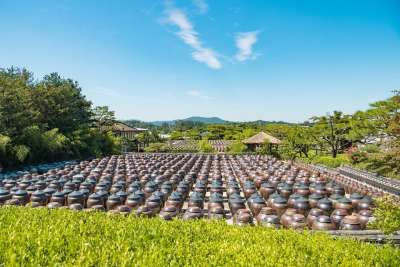 大韩民国 姜德台 种植园 西部农场 天革 景观 所以 传统
