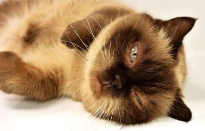 英国短毛猫 猫 家畜 英国 短发 家猫 纯种 野生动物 品种猫