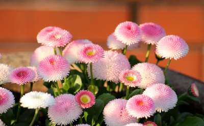 雏菊 粉红色 花朵 春暖花开 春天 图 性质 美容
