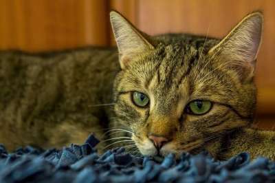 猫 小猫 国内动物 哺乳动物 动物 宠物 猫科动物