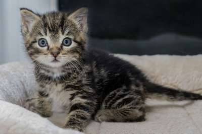 猫 小猫 宠物 猫科动物 动物 毛皮 基蒂 国内的 国内的猫