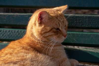 猫 红色的 小猫 家畜 家猫 鲭鱼 动物 可爱的 猫脸 宿醉