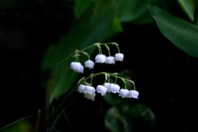 大自然 植物 叶子 花 户外 山谷里的百合 春天 在五月 银钟