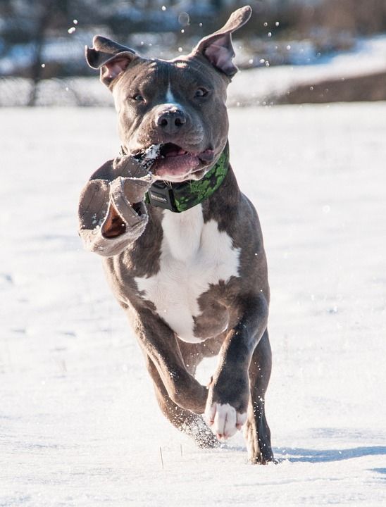 狗 Pitbull 梗犬 动物 冬天 雪