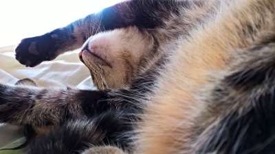 猫 爪子 偎 小憩 腹膜 床 闲逛 工作表 睡觉 毛皮