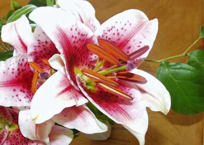 百合 白色的 紫色的 花 花丰满 莉莉家庭 植物群 自然 美丽