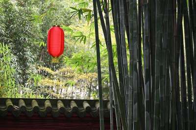 春节 灯笼 节日 森林 春节 春节 春节 春节 春节