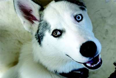 狗 狼 吉祥物 朋友 西伯利亚雪橇犬 动物 狗简介
