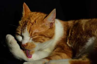宿醉 猫 家猫 家畜 小猫 眼睛 鲭鱼 野生动物 毛皮 猫脸