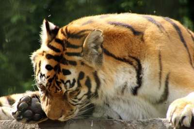 老虎 外壳 捕食者 大猫 动物园 爪子 冷静的