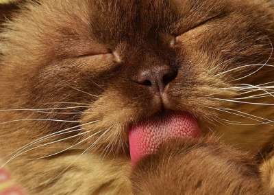 猫 英国短毛猫 猫洗 纯种 亲爱的 毛皮 棕色的 浅褐色的