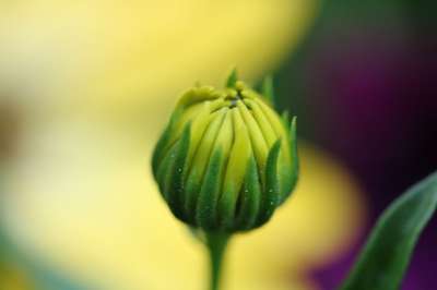 芽 花 宏 花园 工厂 夏天 开花 黄 自然