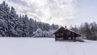 雪 冬天 寒冷的 霜 木头 冻结 冰淇淋 季节 树 被雪覆盖