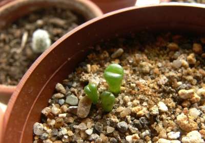 Lithops 小 苗 Lithops Sp 活石 分裂的岩石