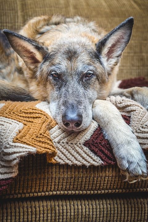 狗 德国牧羊犬 犬类 老的 休息 动物 宠物 头 猎犬 看着