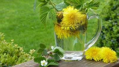 蒲公英 Taraxum 茶 草莓叶 开花 草药 清热解毒 排毒