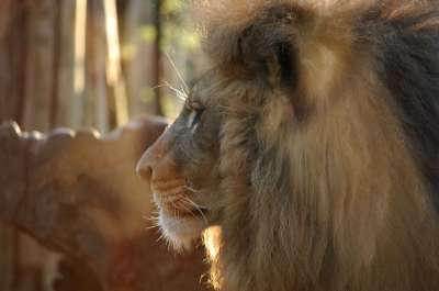狮子 动物 猫 猫科动物 萨凡纳 野生动物 母狮