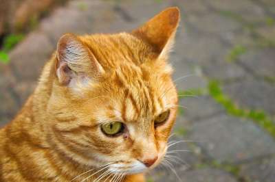 猫 Roux 老虎 猫科动物 动物