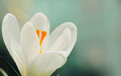 番红花 花 春天 春天的花朵 白色的 大器晚成 嘘 自然