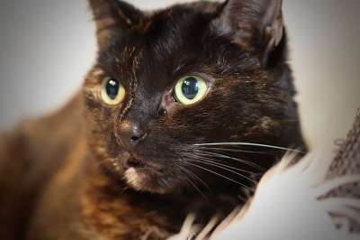 猫 宿醉 猫眼 玳瑁 家畜 家猫 晶须 Katzenkopf
