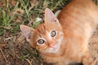 猫 小的 红色的 小猫 猫宝宝 猫脸 鲭鱼 可爱的 猫眼 肖像
