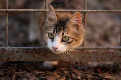 那只猫 猫似的 有色 动物 看 美丽