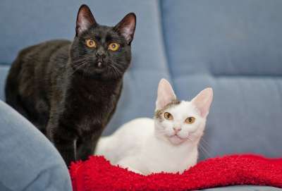 猫 黑，白 黑色的 白色的 宠物 动物 可爱的 国内的 猫科动物