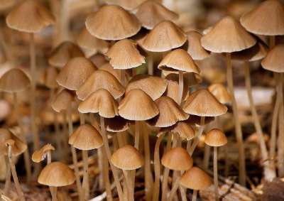 蘑菇 森林 落下 自然 湿的 烂 木头 森林地面 泊 森林蘑菇