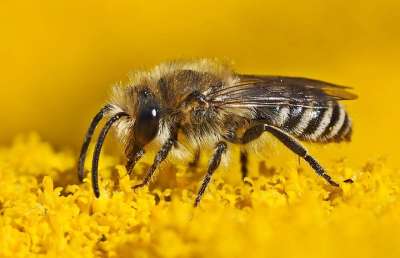 丝蜜蜂 Colletes 野生蜂 总是 Stechimme 自然保护区