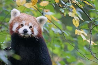 小熊猫 猫熊 熊猫 可爱的 捕食者 登山者 树 哺乳动物