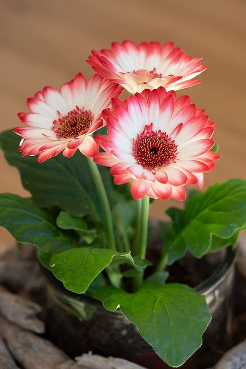 非洲菊 植物 花 开花 春天的花朵 粉色的 白色的 关闭 花摄影