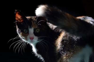 宠物 动物 小猫 可爱的 猫 有趣的 国内的 乐趣 黑色的