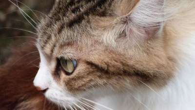猫 动物 V 野猫 躺着的猫 猫科动物 猫看 家畜 老虎