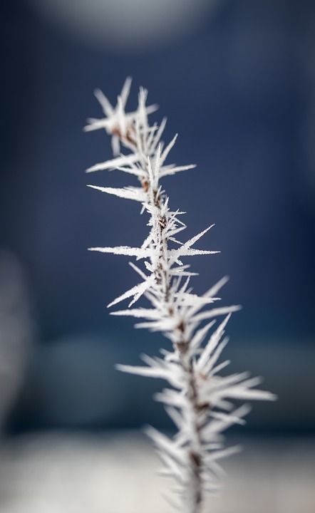 冰淇淋 冬天 雪 霜 冻结 寒冷的 科 冰晶 冬季魔法 关闭