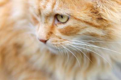 猫 红猫 猫眼 动物 性质 小猫