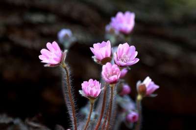 花 大自然 植物 花瓣 开花 肝 春天的花朵 生动 Fiower