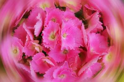 绣球花 花瓣 游戏 幻想 梦 花 在绽放 性质 植物 植物区系
