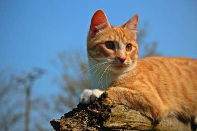 猫 小猫 红虎斑 红猫 虎猫 鲭鱼 猫宝宝 家猫 年轻的猫