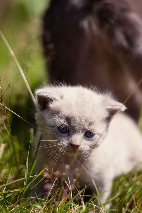 动物 英蓝丁香 猫 猫科动物 小猫 宠物