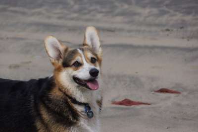澳大利亚人 牛 狗 柯基犬 灰狗