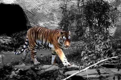 老虎 动物园 颜色键 动物 大猫 捕食者 Schwazweiss
