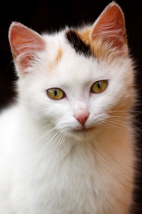动物 猫 可爱的 国内的 耳朵 眼睛 脸 猫科动物 有趣的